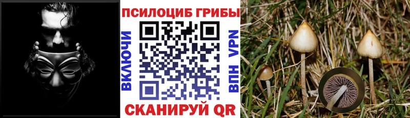 закладки Белово Галлюциногенные грибы Psilocybine cubensis